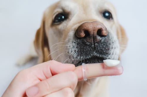 close-up-of-yellow-lab-sniffing-finger-toothbrush