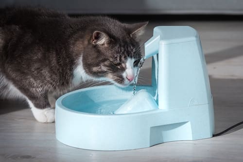 gray-and-white-cat-drinks-from-water-dispenser