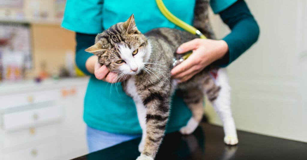 brown mackeral tabby with white rubbing against veterinarian during exam