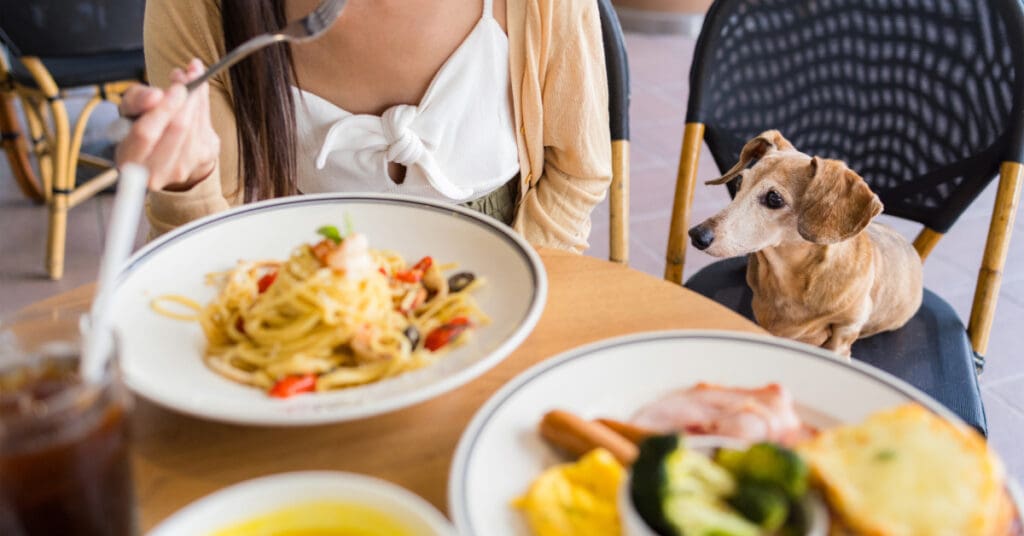 elderly dachshund sitting on chair at outdoor dog-friendly restaurant