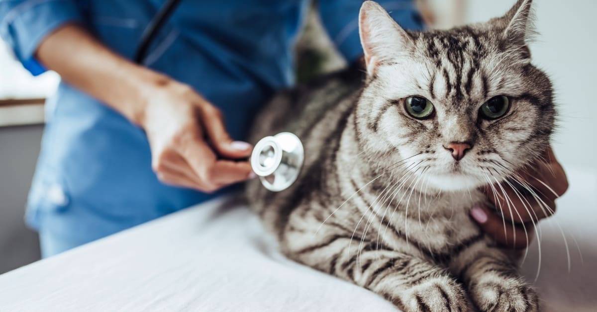 beautifully marked cat laying on exam table being examined by a veterinarian with a stethoscope