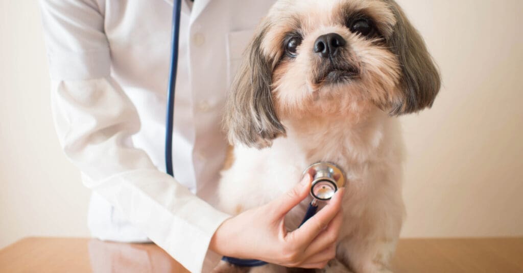 shih tzu on exam table with veterinarian using a stethoscope