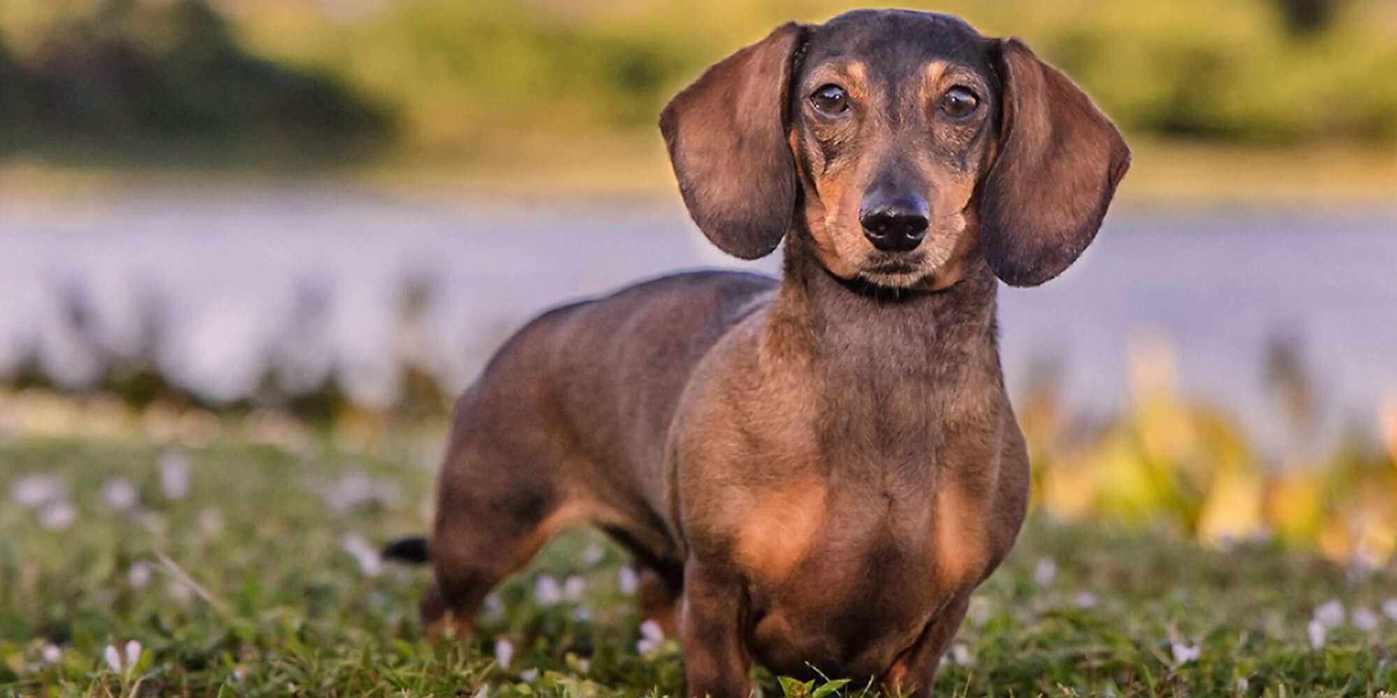brown dachshund standing outdoors on sunny day with lake blurred in background