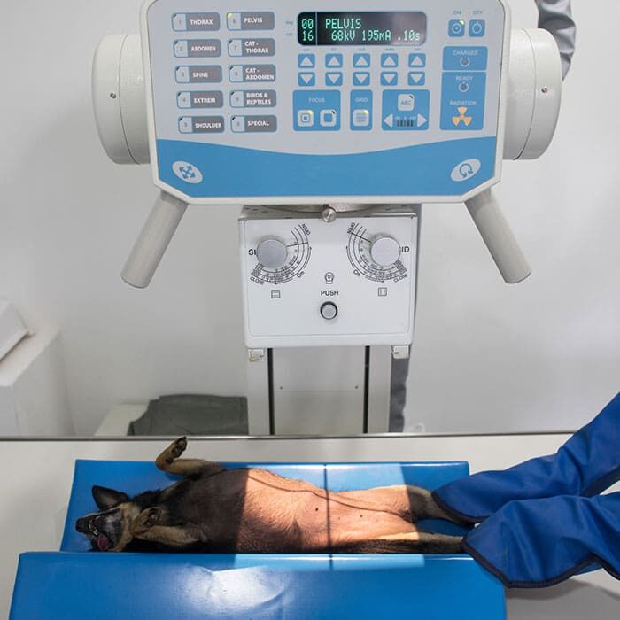 chihuahua lying on back while technician with lead gloves holds dog's legs for pelvic x-ray