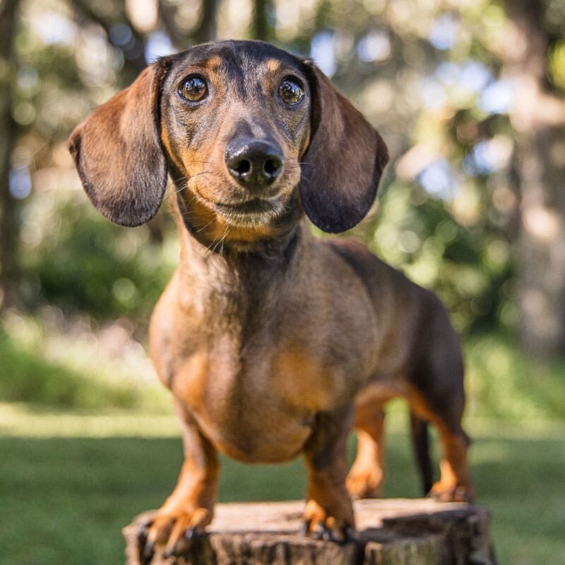 brown dachshund standing on tree stump outdoors