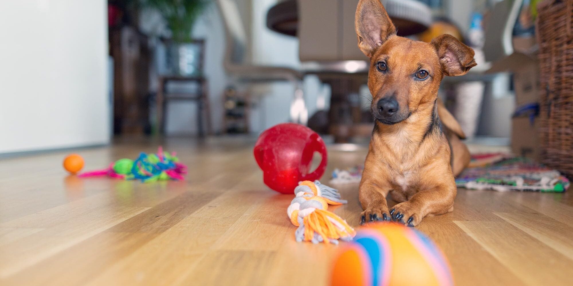 Dog Laying Down With Toys Around Them