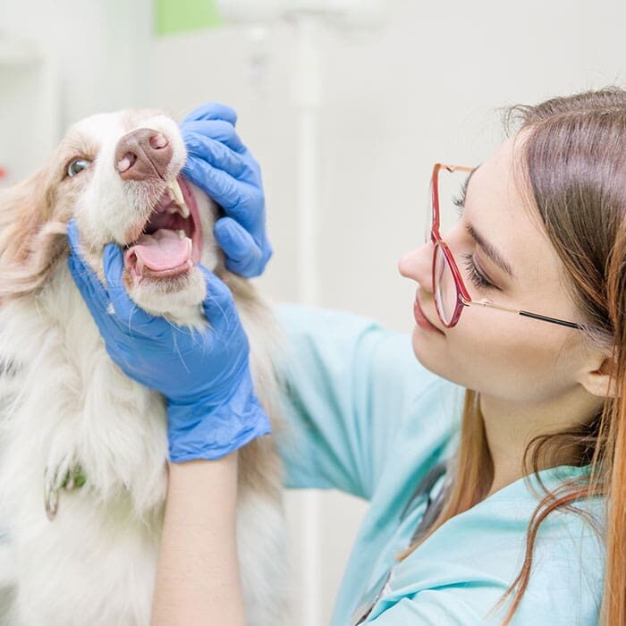 female veterinarian wearing glasses and gloves examining australian shepherd's teeth