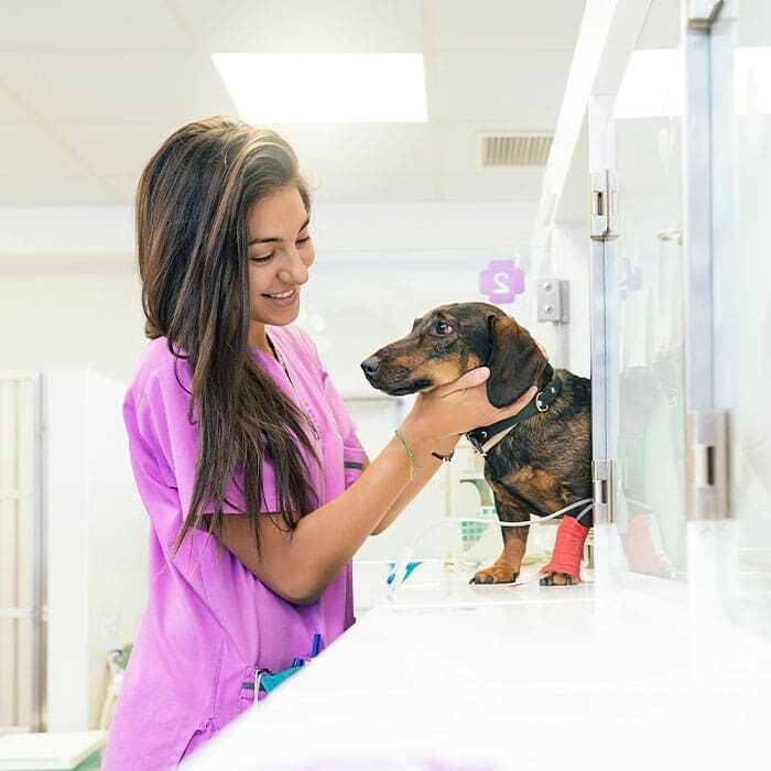 female veterinarian smiling and petting dachshund with an IV recovering from surgery