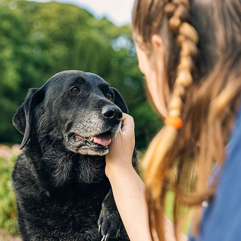 female petting large senior black dog outdoors