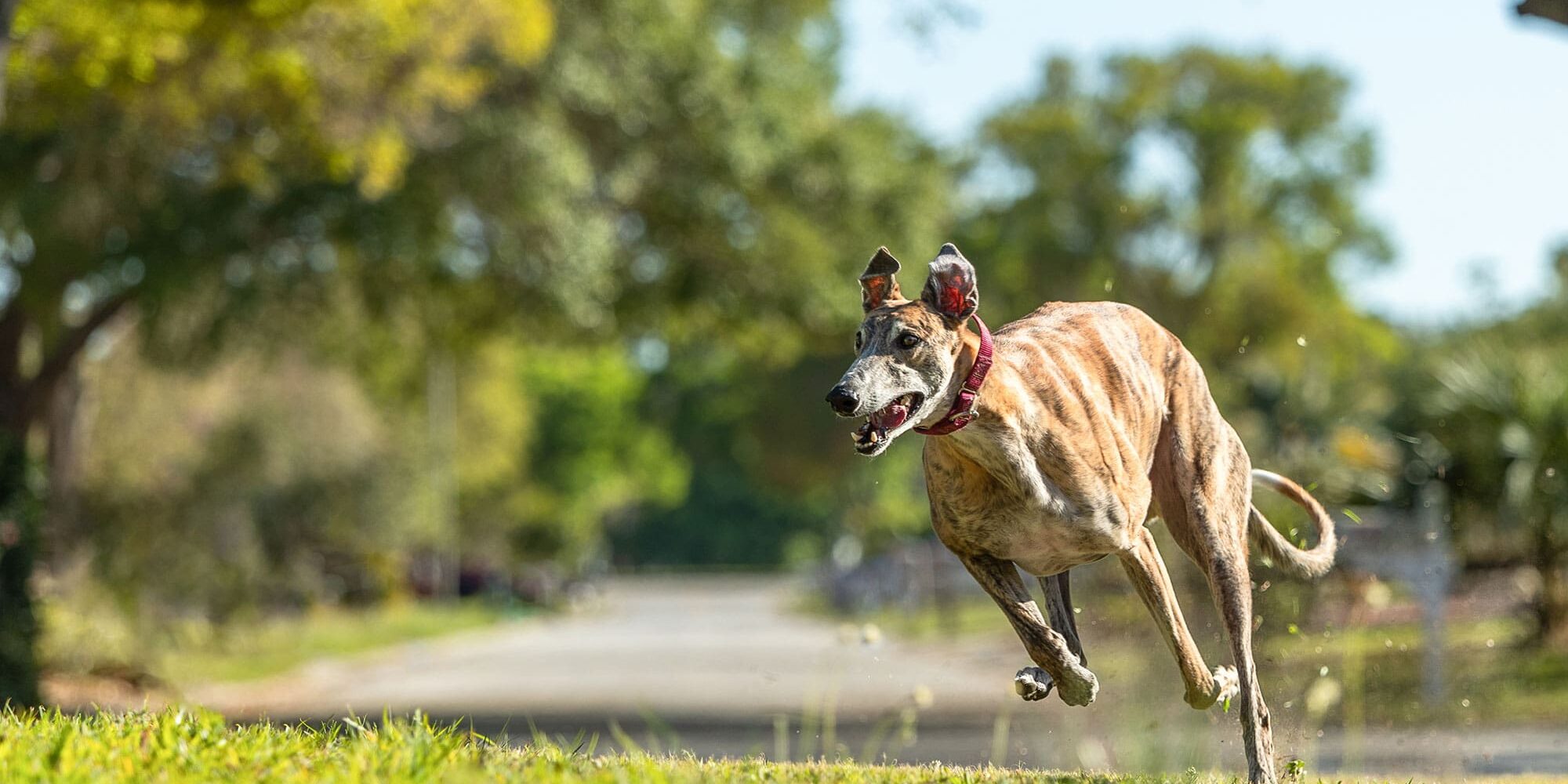 happy dog running outside on sunny day with lake blurred in background
