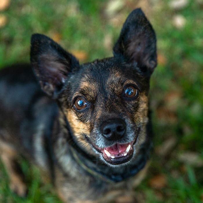 happy black and brown dog sitting outside