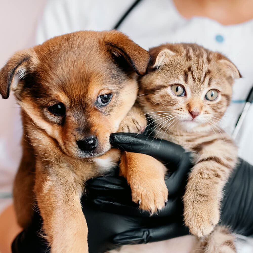kitten and puppy being held by vet