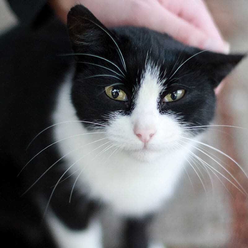 person petting black and white cat with green eyes