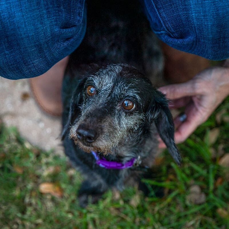small black terrier dog standing between owner's legs outside